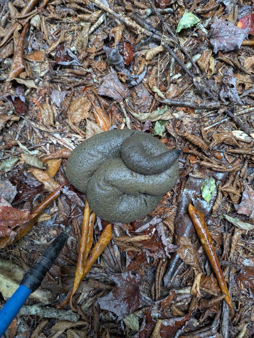 Pooppa as first found, before any light was added